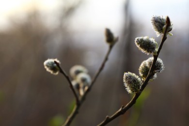 Photo of Beautiful pussy willow branches with catkins outdoors, closeup