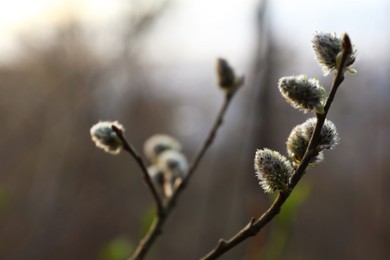 Beautiful pussy willow branches with catkins outdoors, closeup