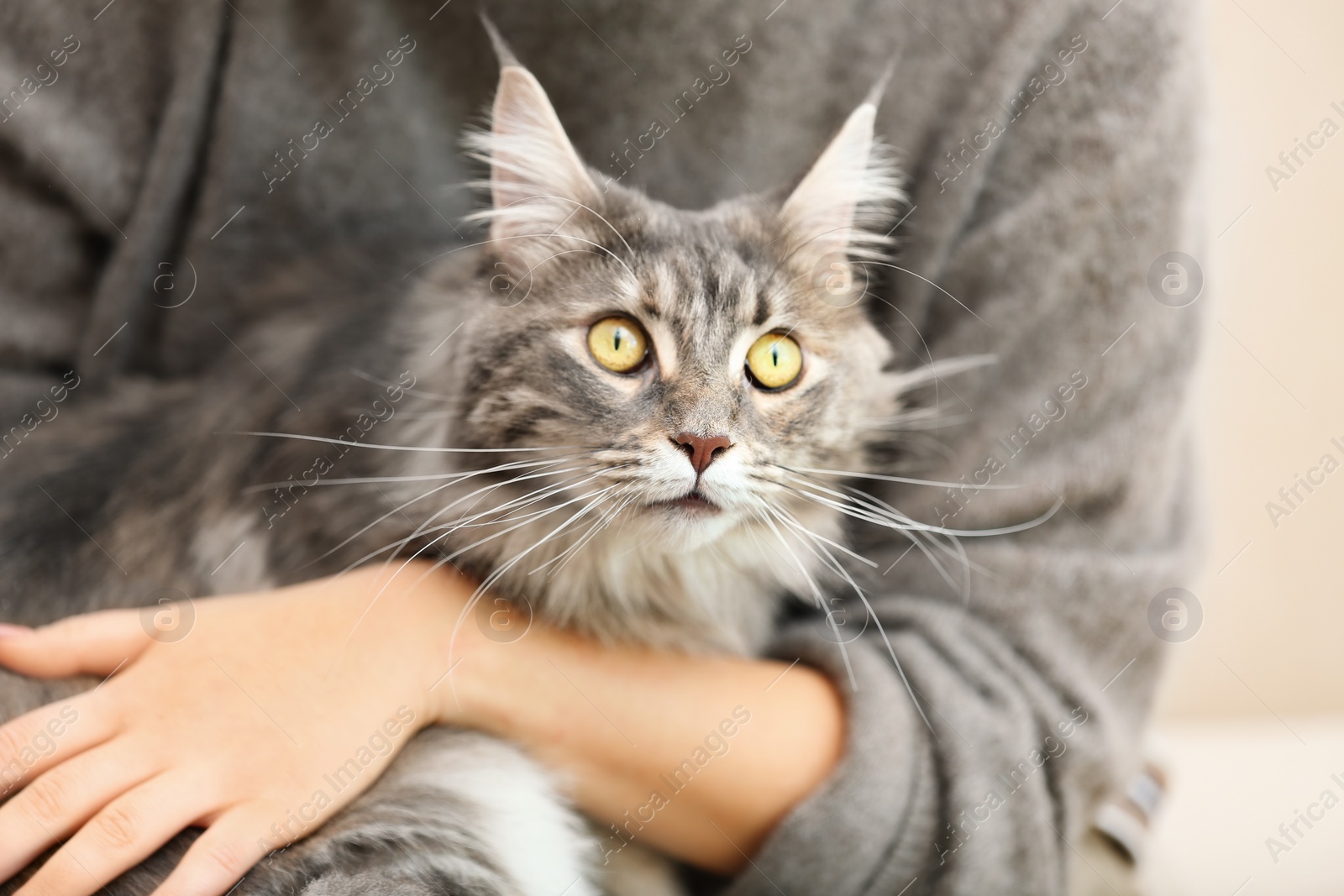 Photo of Woman with adorable Maine Coon cat, closeup. Home pet