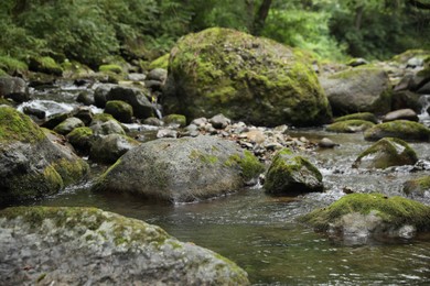 Picturesque view of mountain river, stones and green plants in forest