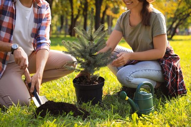 Photo of Couple planting conifer tree in park on sunny day, closeup