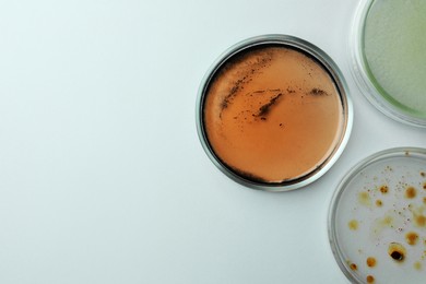 Petri dishes with different bacteria colonies on white background, flat lay. Space for text