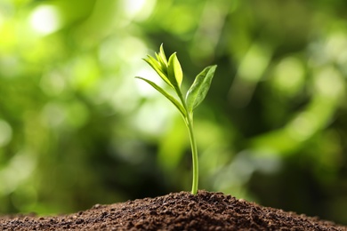 Young seedling in soil on blurred background