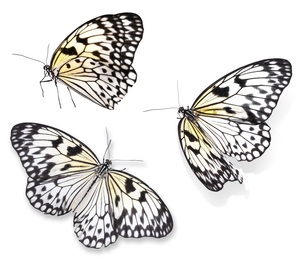 Image of Set of beautiful rice paper butterflies on white background