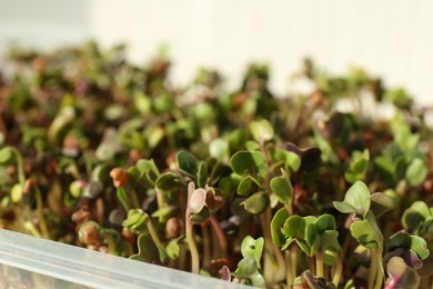 Growing microgreens. Many sprouted daikon radish seeds in container, closeup