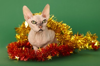 Adorable Sphynx cat with colorful tinsels on green background