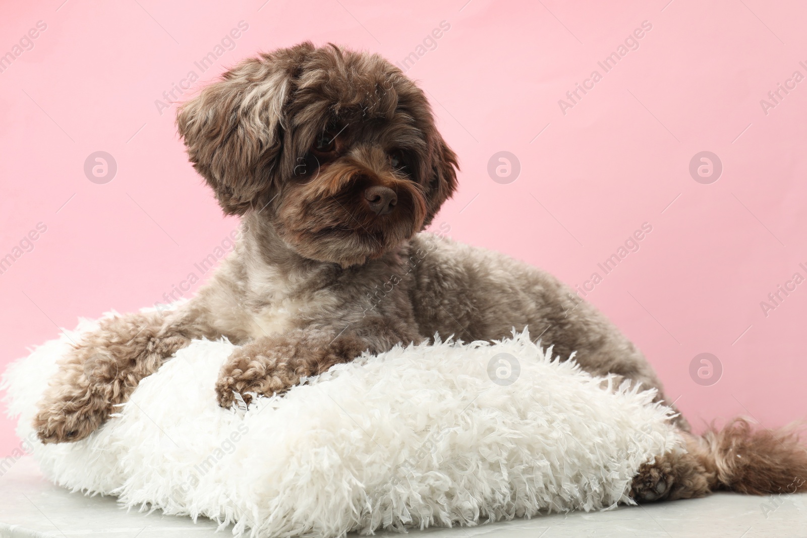 Photo of Cute Maltipoo dog with pillow resting on pink background. Lovely pet