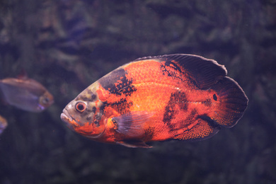 Photo of Bright oscar fish swimming in clear aquarium