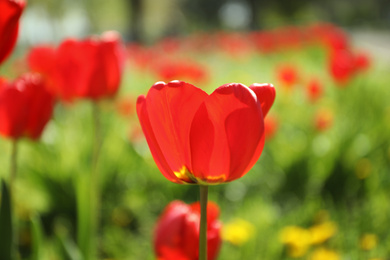 Blossoming tulips outdoors on sunny spring day