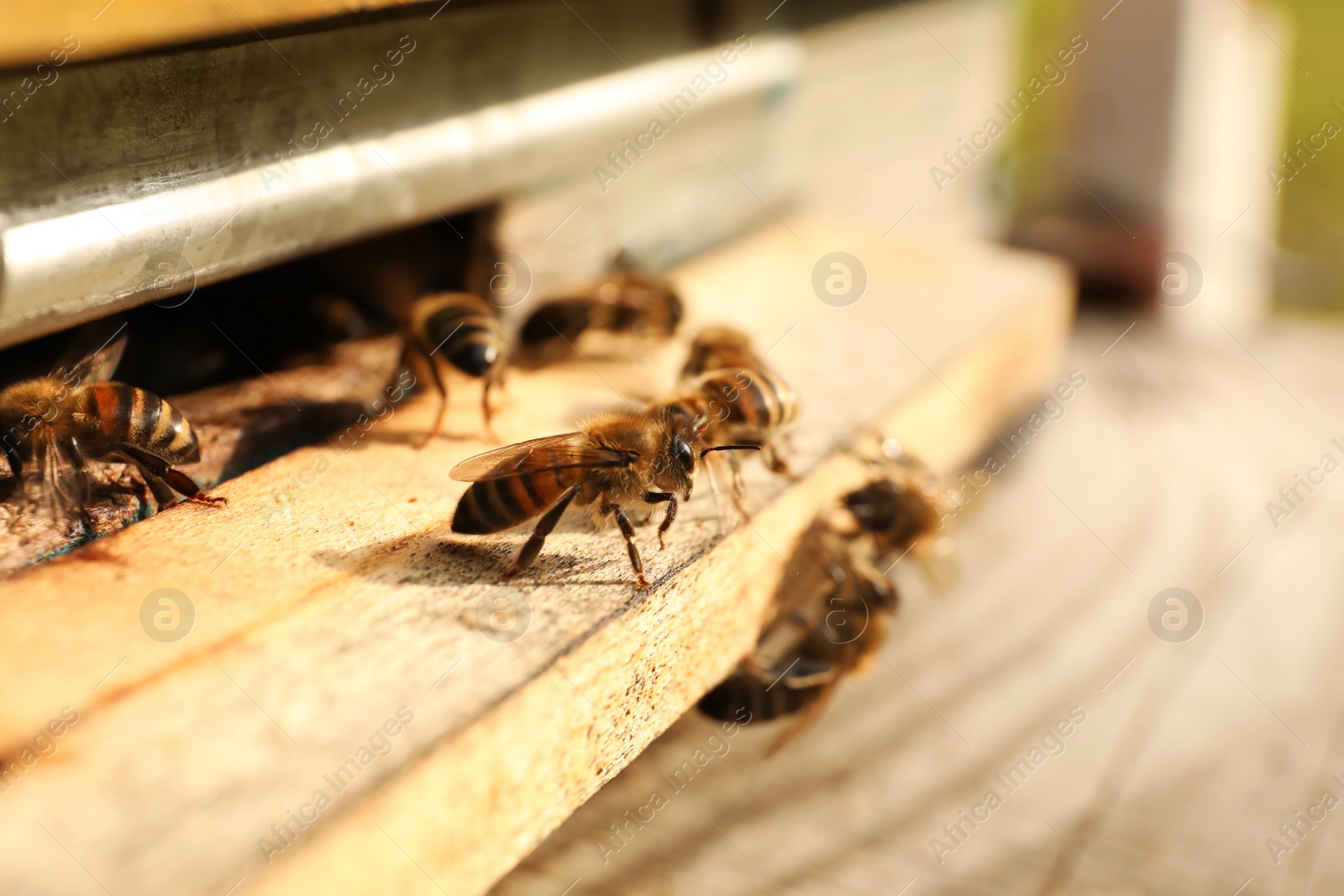 Photo of Closeup view of wooden hive with honey bees on sunny day