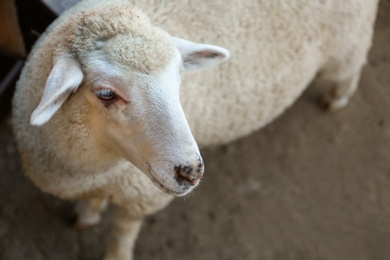 Cute funny sheep on farm, closeup. Animal husbandry