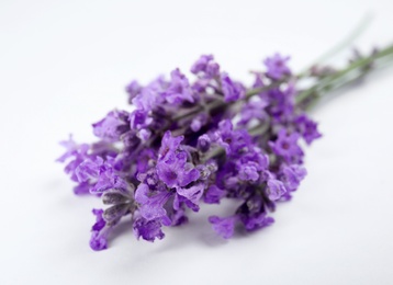 Photo of Beautiful blooming lavender flowers on white background