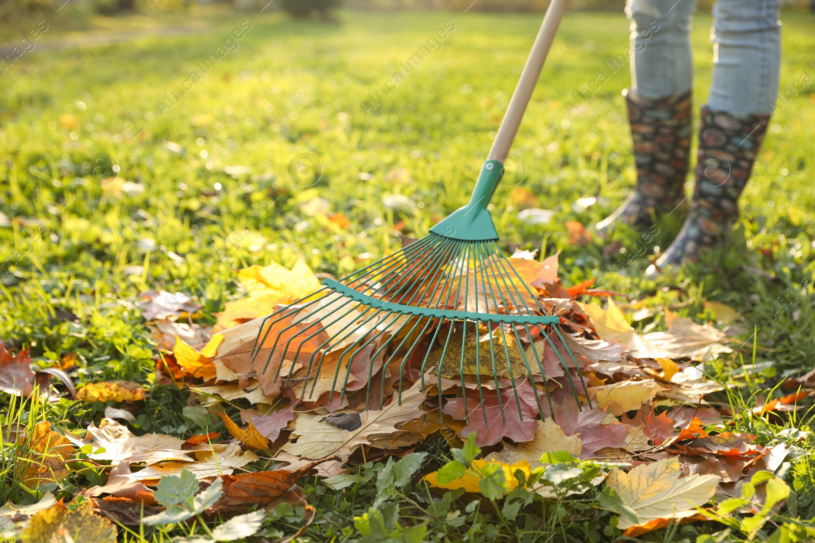 Photo of Woman raking fall leaves in park, closeup. Space for text