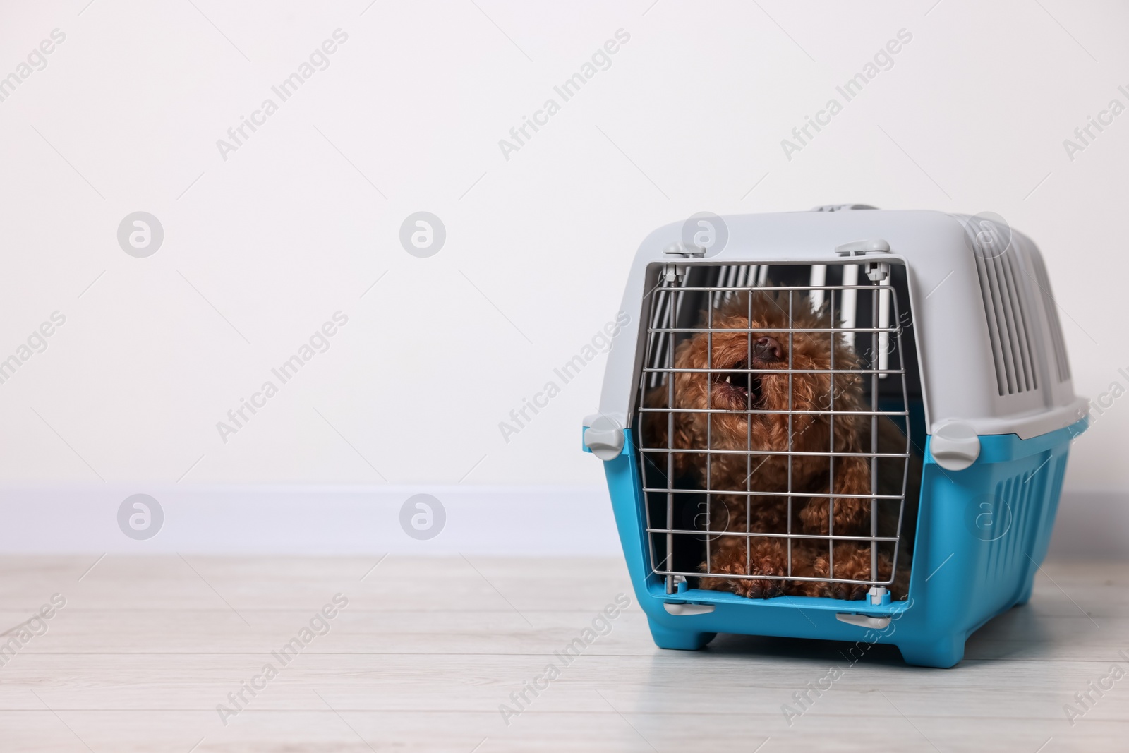 Photo of Travel with pet. Fluffy dog in carrier on floor indoors, space for text