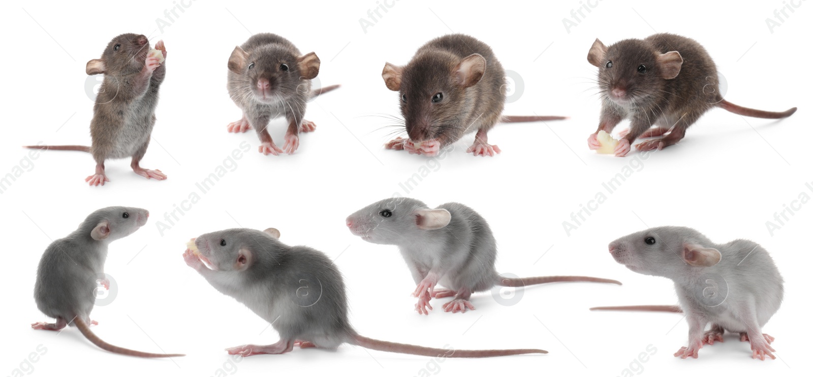 Image of Set of cute little rats on white background. Banner design