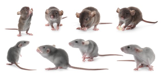 Image of Set of cute little rats on white background. Banner design