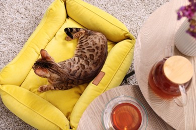 Cute Bengal cat lying on pet bed near wooden table with tea at home, above view
