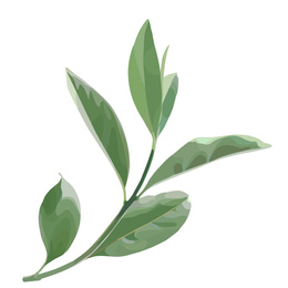 Illustration of Beautiful twig with green leaves illustration on white background. Stylish design
