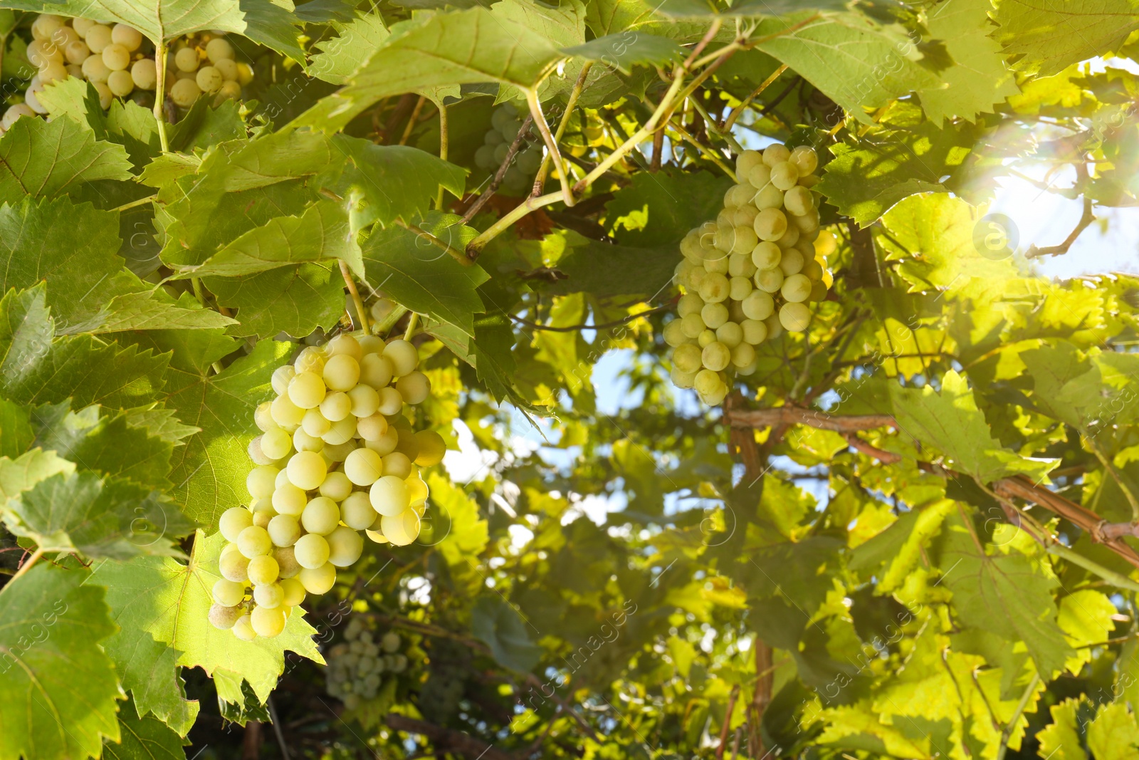 Photo of Tasty grapes growing in vineyard on sunny day