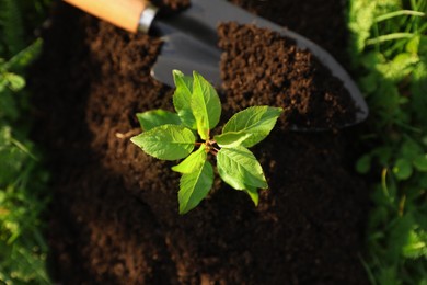 Seedling growing in fresh soil and trowel outdoors, top view. Planting tree