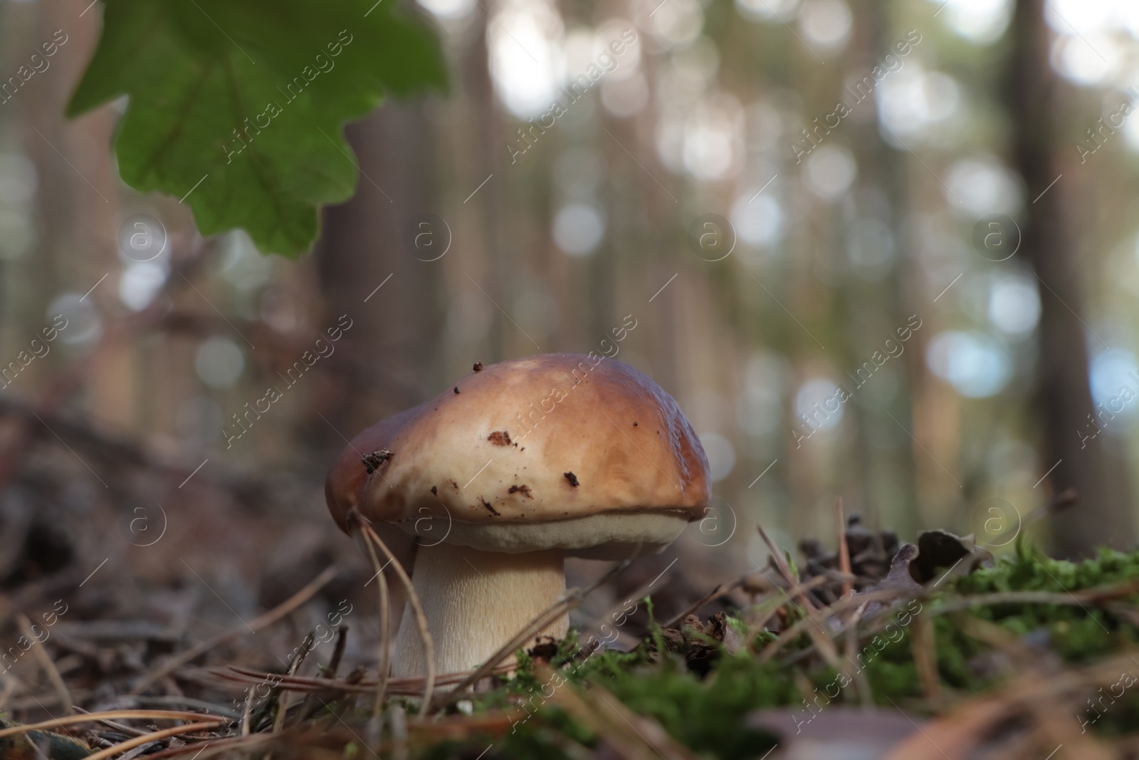 Photo of Beautiful porcini mushroom growing in forest on autumn day, closeup