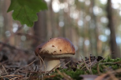 Photo of Beautiful porcini mushroom growing in forest on autumn day, closeup