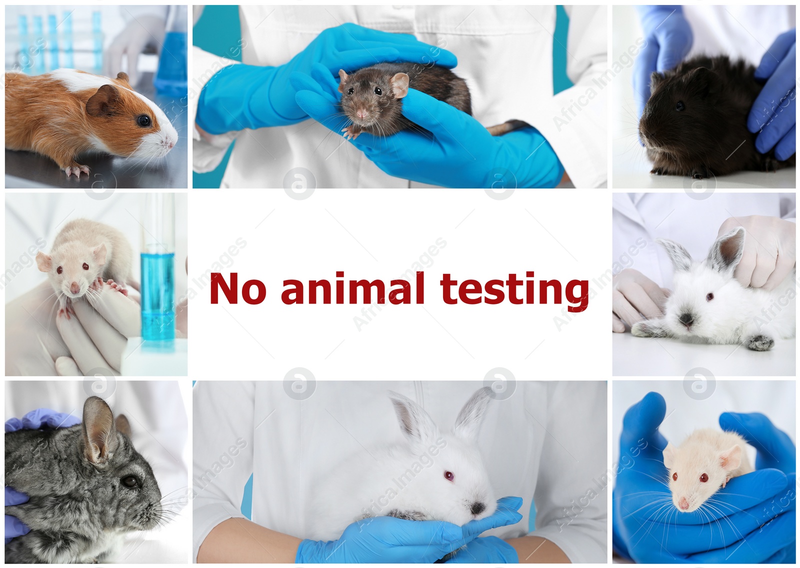 Image of Collage with different photos and text NO ANIMAL TESTING 