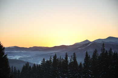 Picturesque view of conifer forest covered with snow at sunset