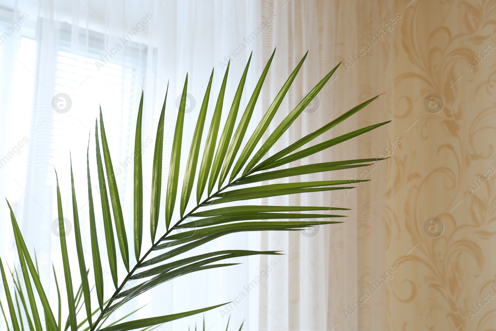 Photo of Beautiful palm plant with green leaves near window indoors