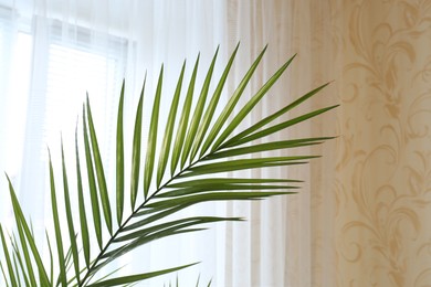 Photo of Beautiful palm plant with green leaves near window indoors