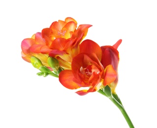 Beautiful spring freesia flower isolated on white