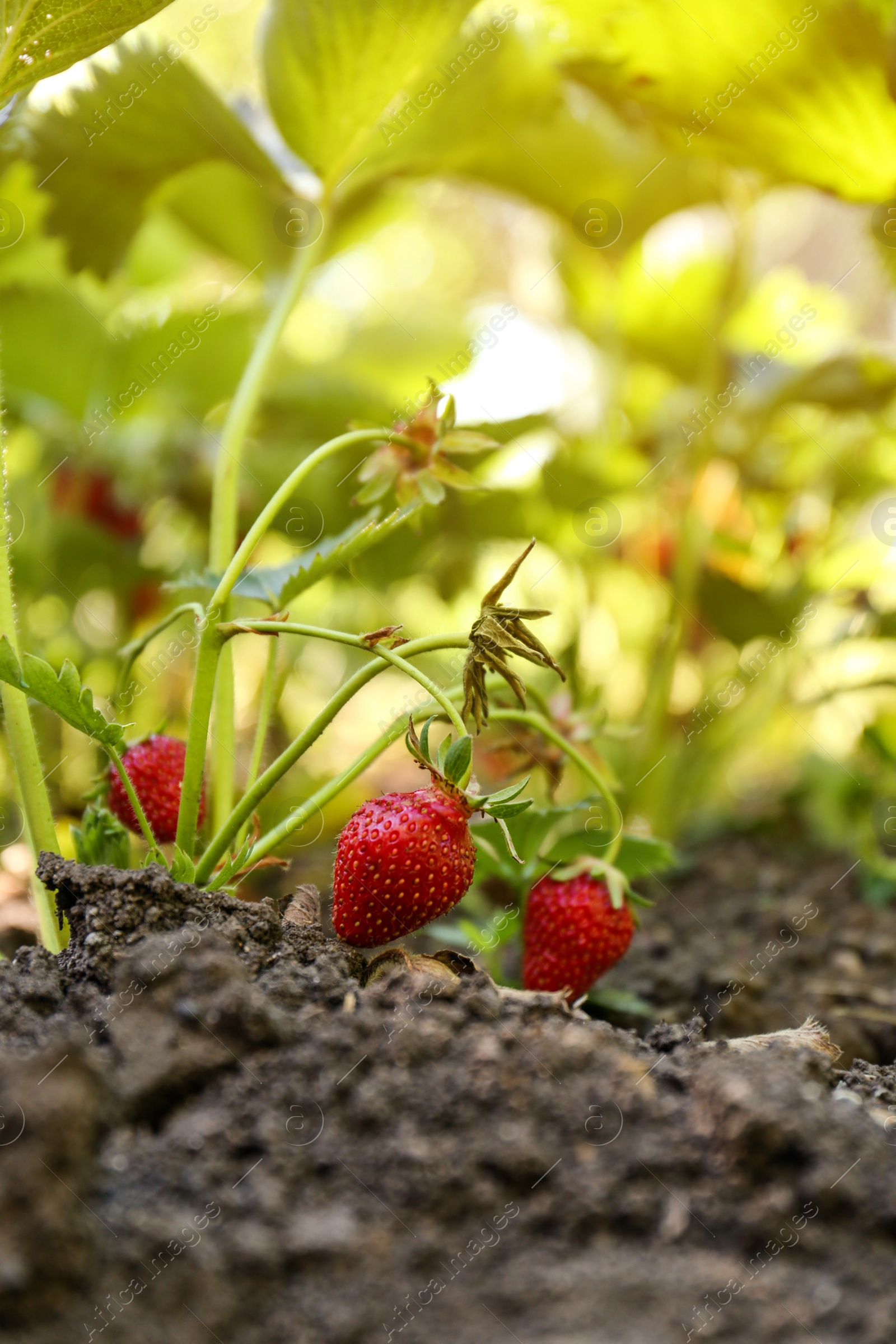 Photo of Beautiful strawberry plant with ripe fruits in garden on sunny day