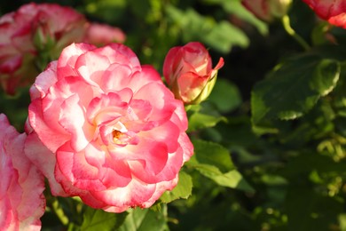 Beautiful blooming pink rose on bush outdoors, closeup. Space for text