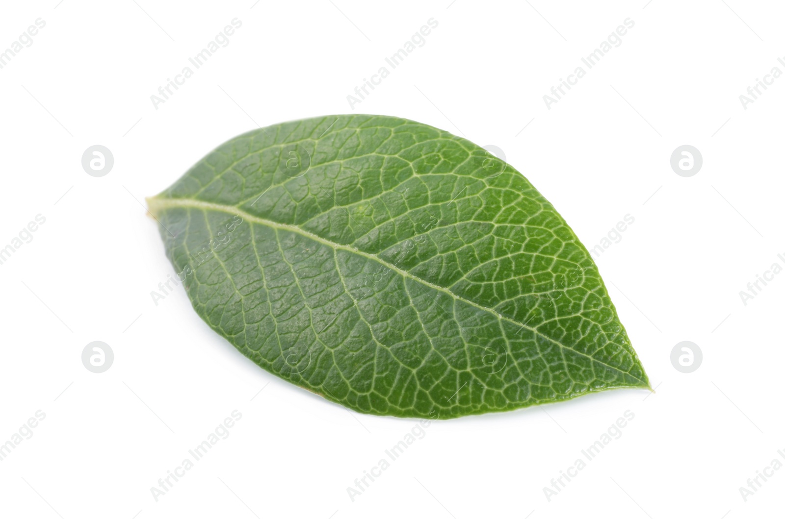 Photo of One green blueberry leaf isolated on white