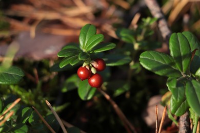 Photo of Tasty ripe lingonberries growing on sprig outdoors