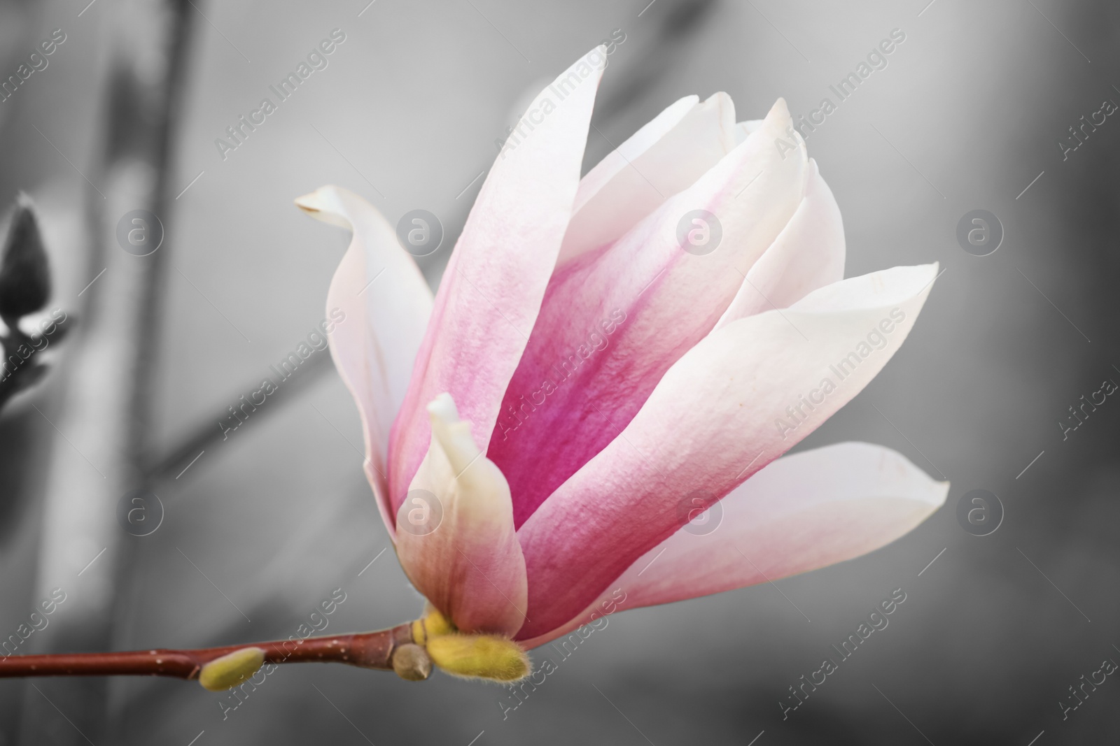 Image of Beautiful Magnolia flower on tree branch outdoors, closeup. Black and white tone with selective color effect