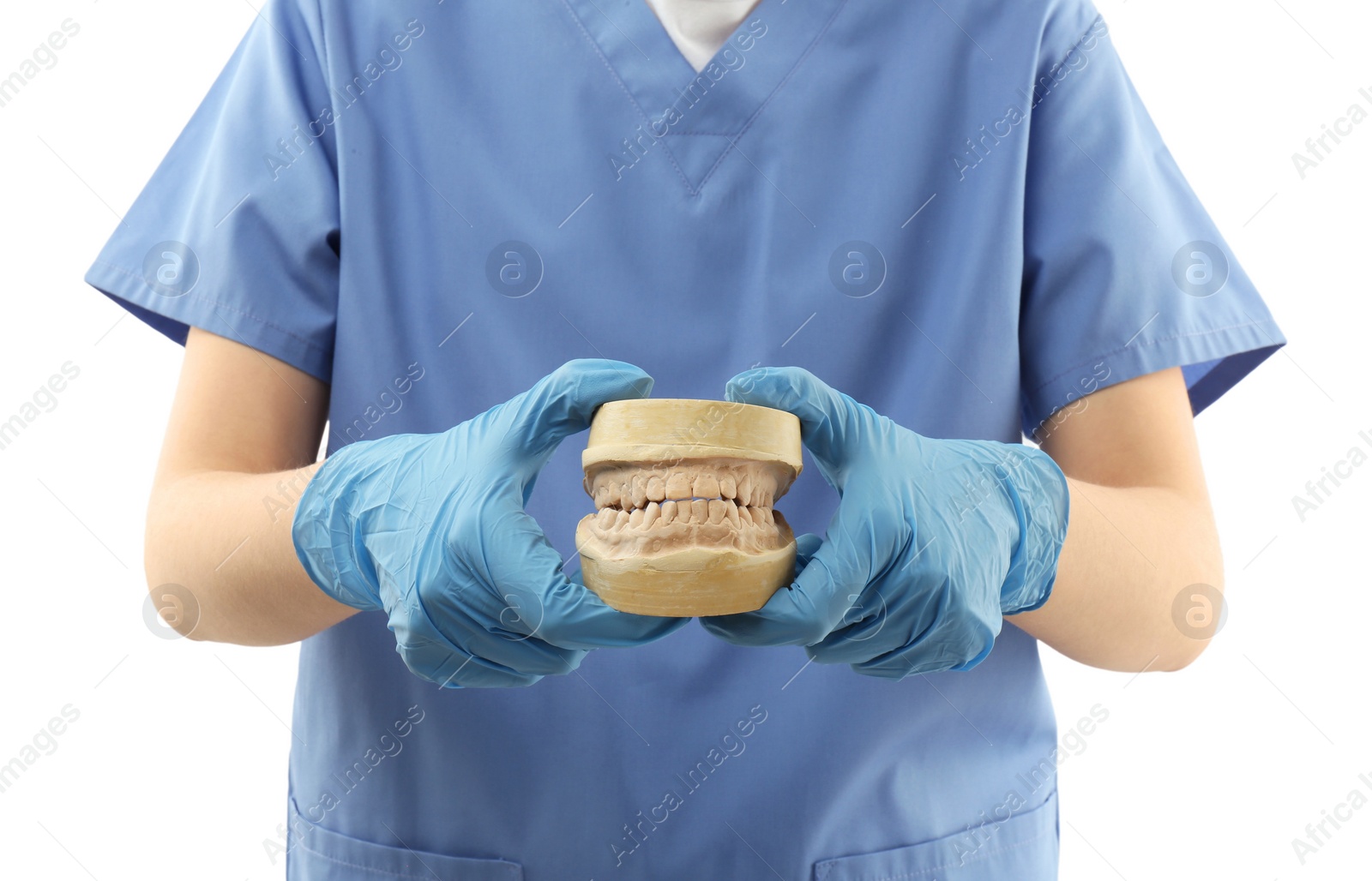 Photo of Doctor holding dental model with jaws on white background, closeup. Cast of teeth