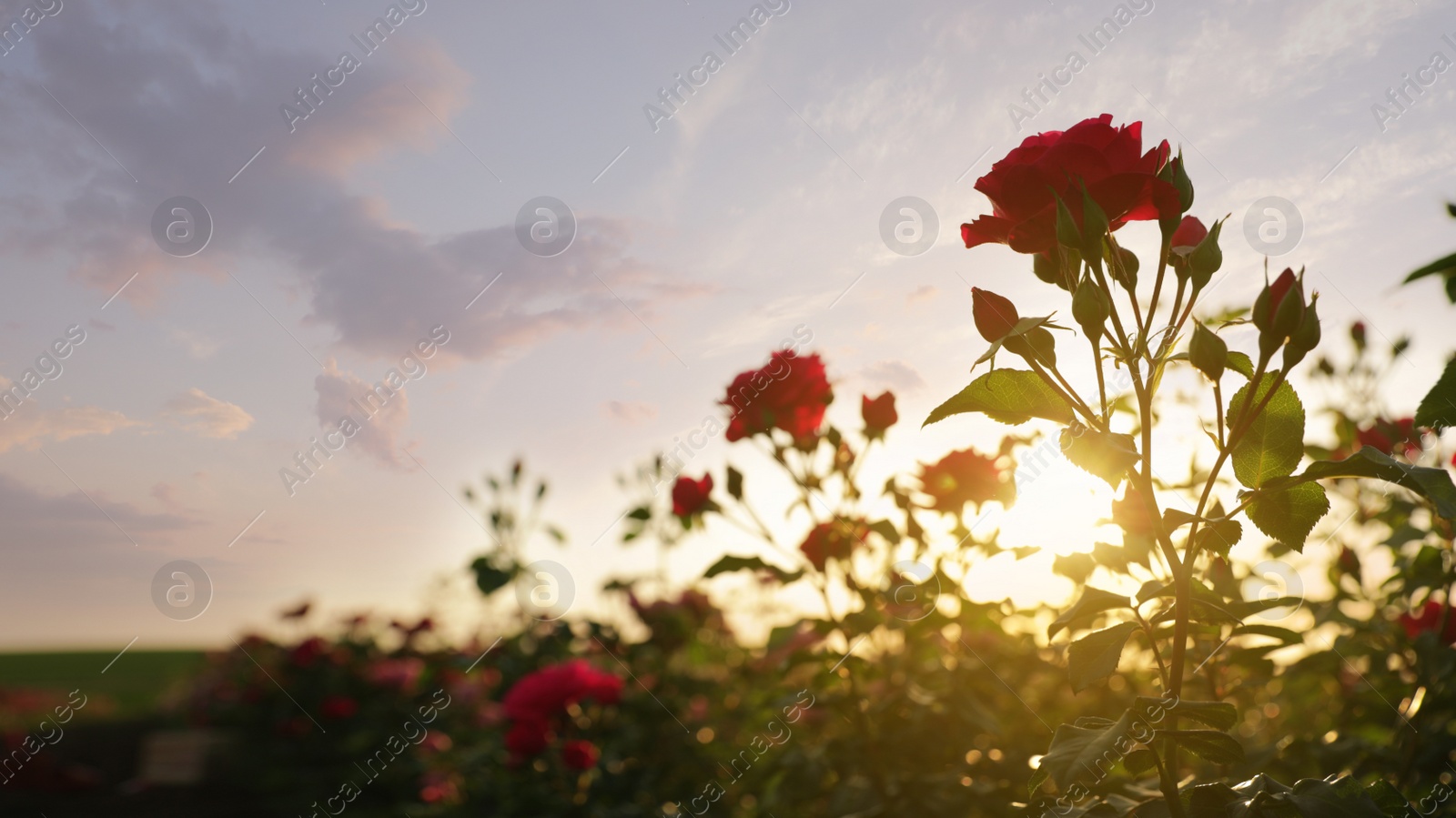 Photo of Bush with beautiful roses in blooming garden at sunset