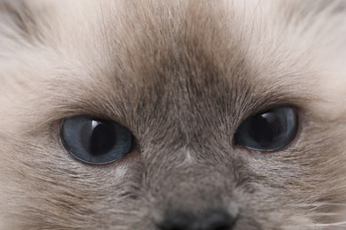 Photo of Birman cat with beautiful blue eyes, closeup