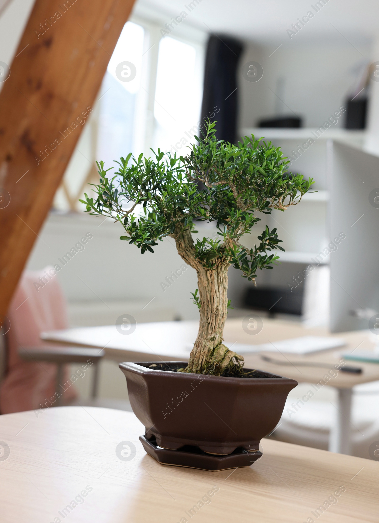 Photo of Beautiful bonsai tree in pot on wooden table indoors