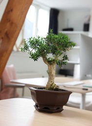 Photo of Beautiful bonsai tree in pot on wooden table indoors