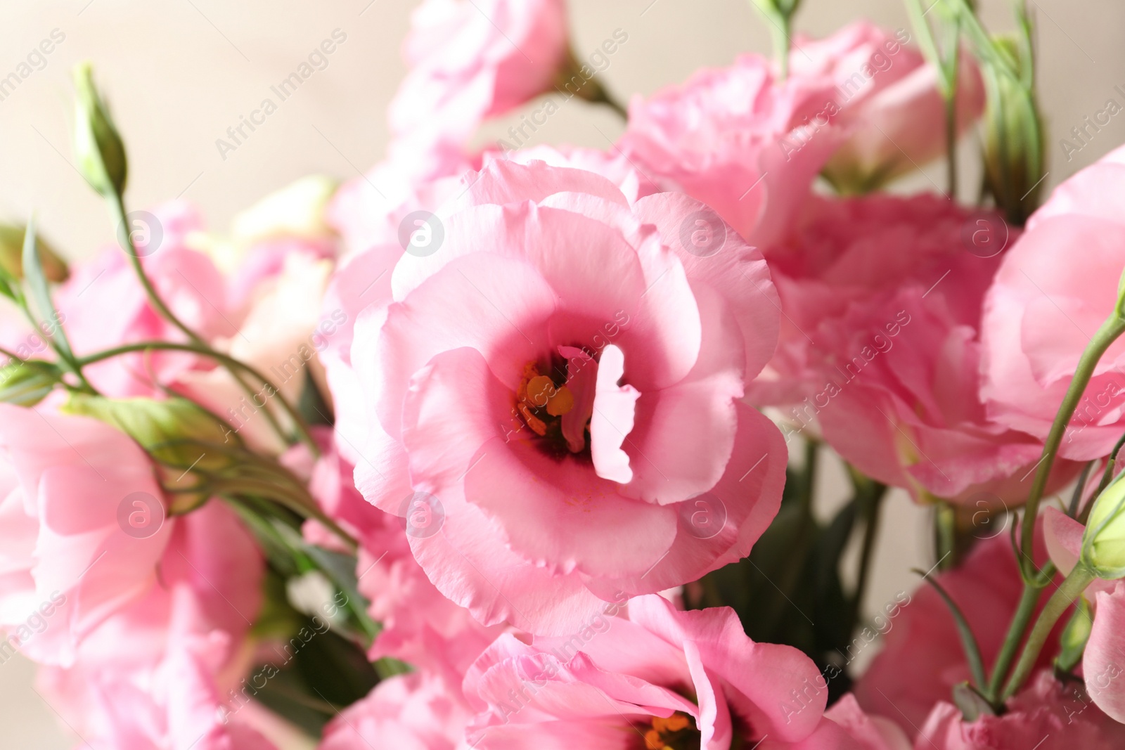 Photo of Beautiful bouquet of Eustoma flowers, close up view