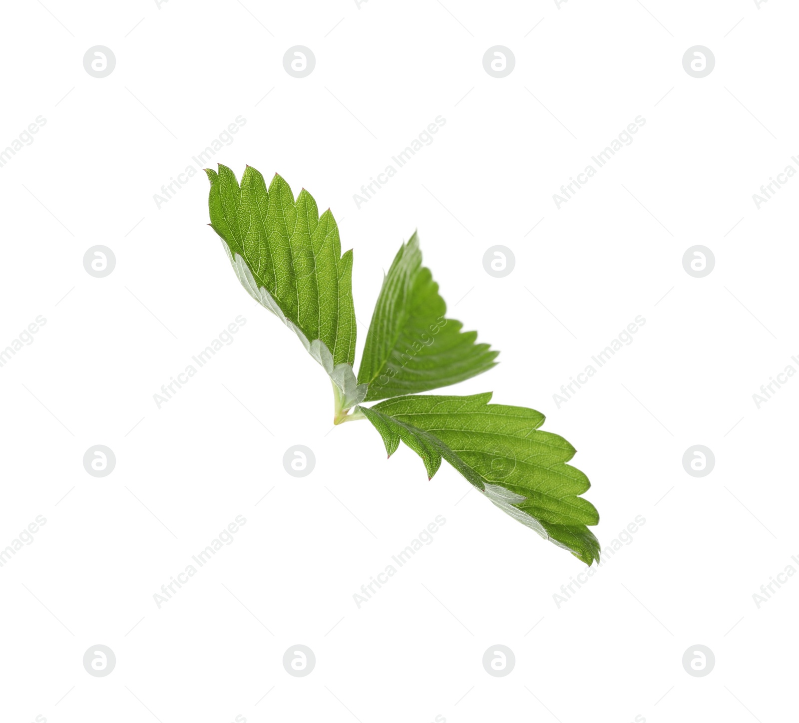 Photo of Green wild strawberry leaf isolated on white