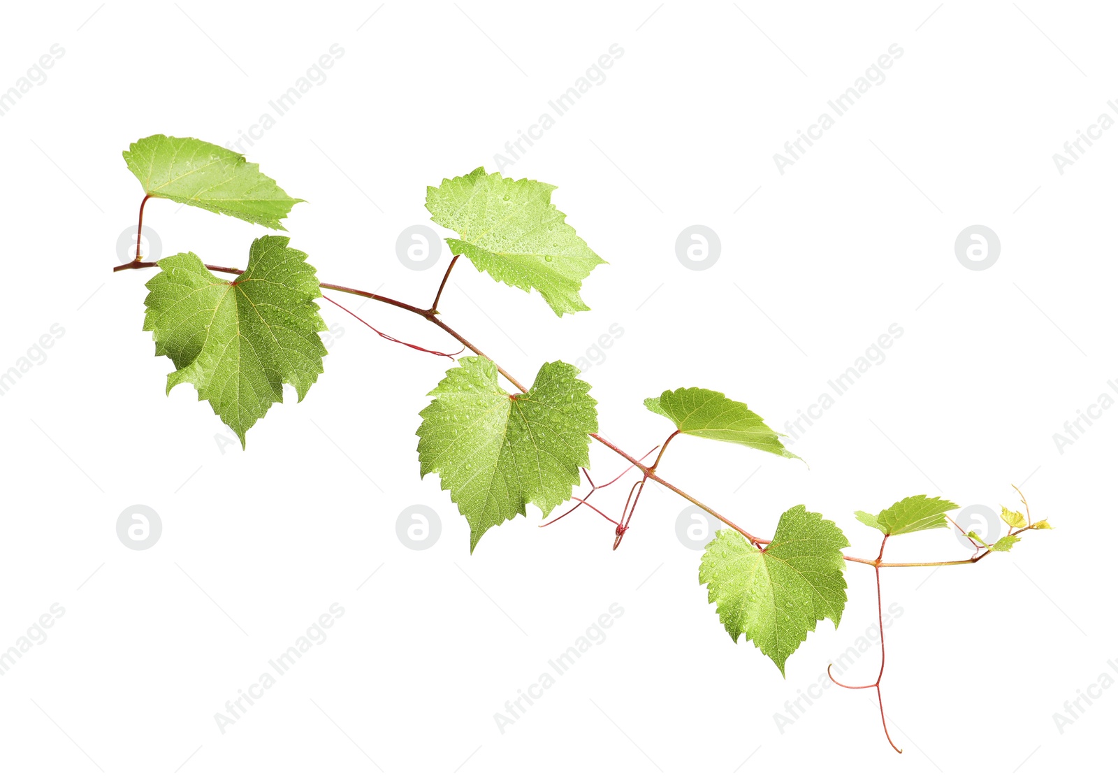 Photo of Fresh grapevine with leaves isolated on white