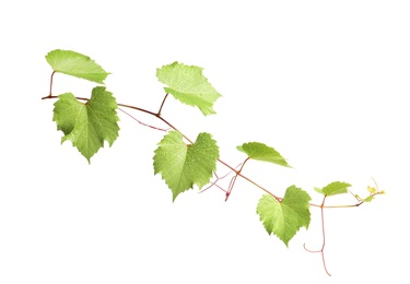 Fresh grapevine with leaves isolated on white