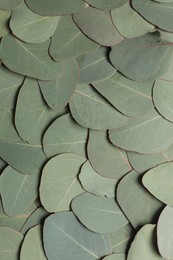 Fresh green leaves of eucalyptus as background, top view