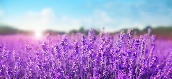 Beautiful lavender field under blue sky, closeup. Banner design  