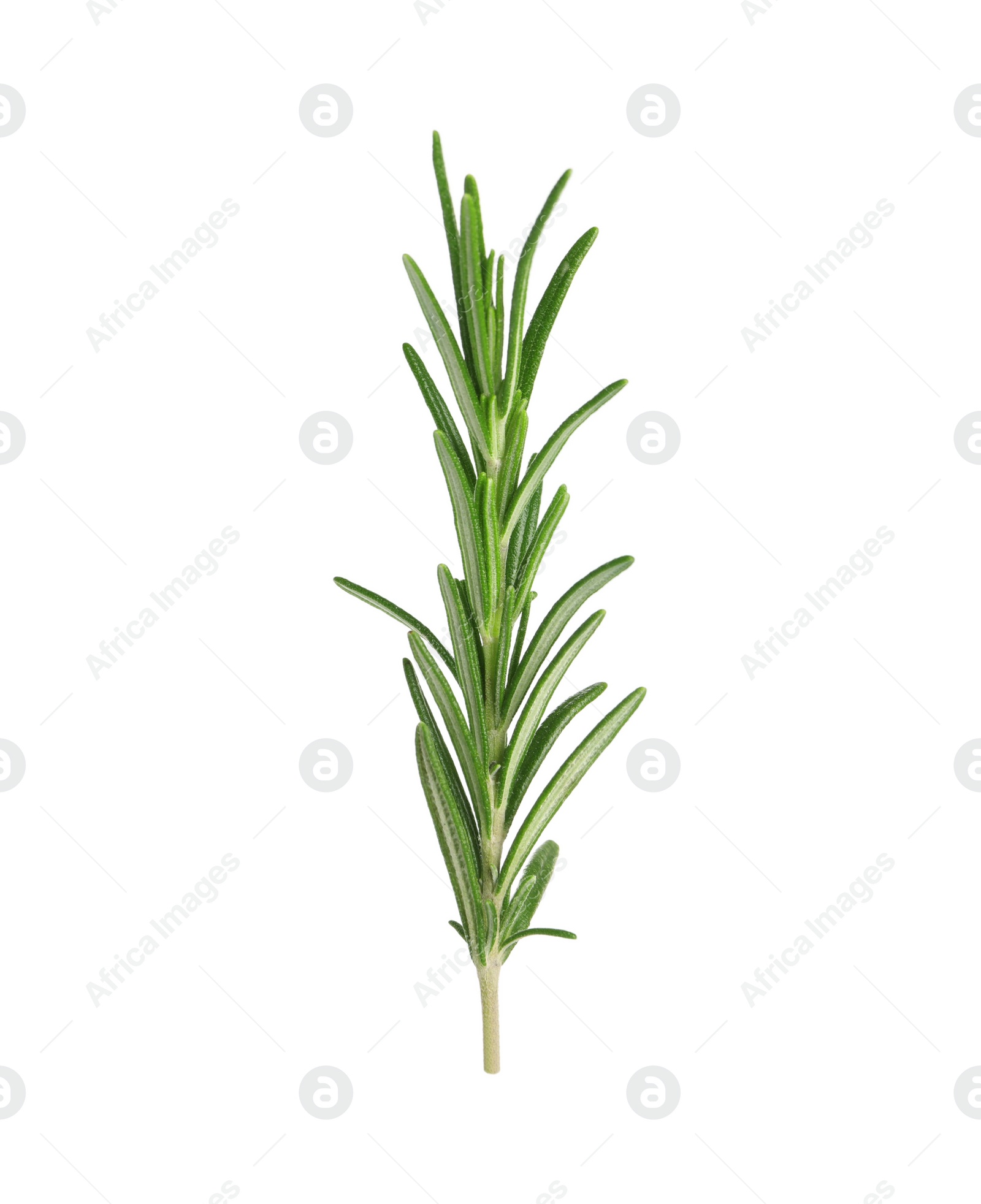 Photo of Sprig of fresh rosemary isolated on white