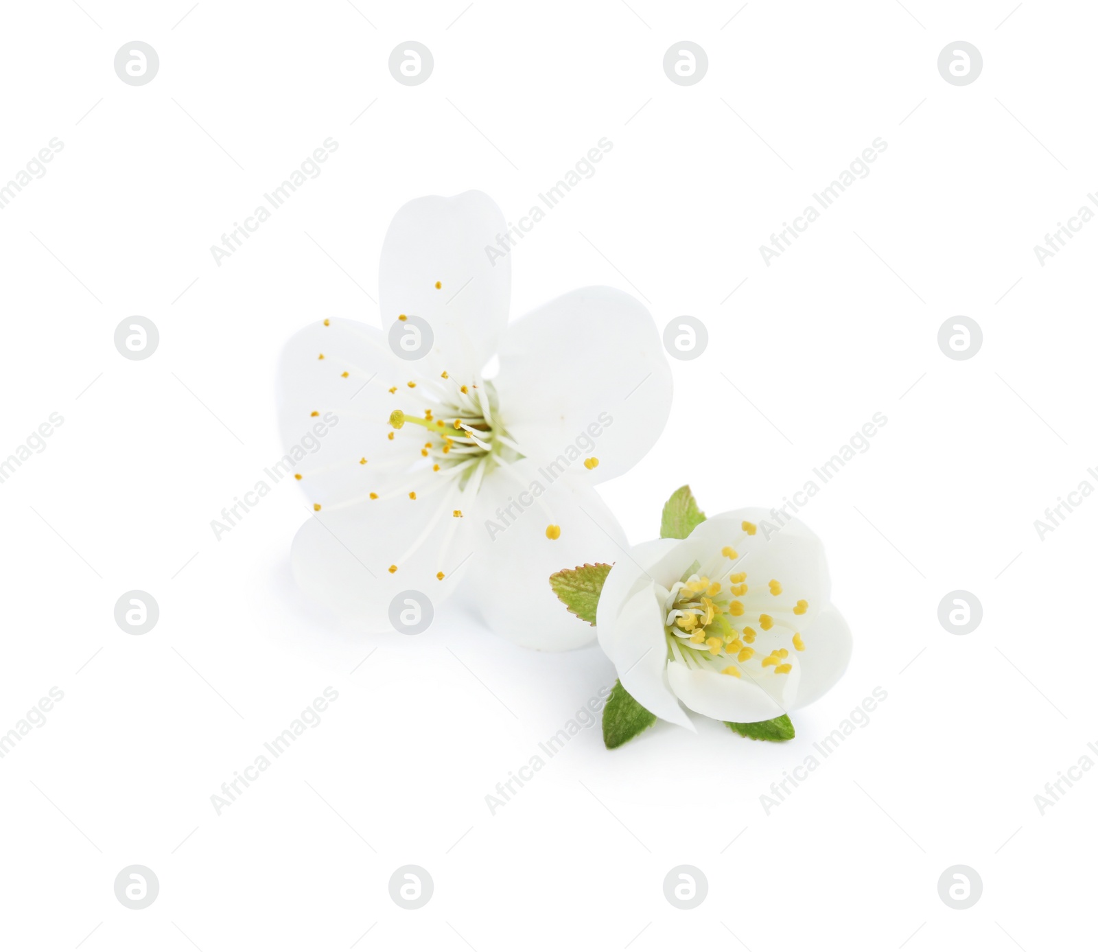 Photo of Beautiful flowers of blooming spring tree on white background