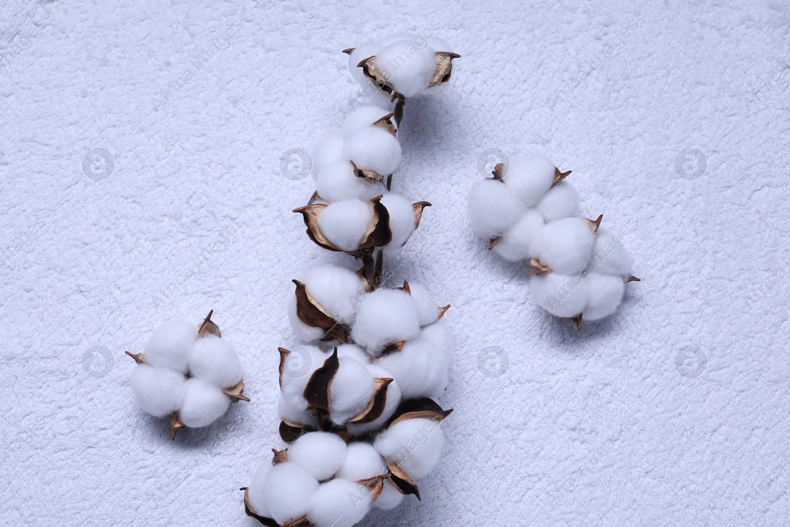 Photo of Cotton branch with fluffy flowers on white terry towel, top view